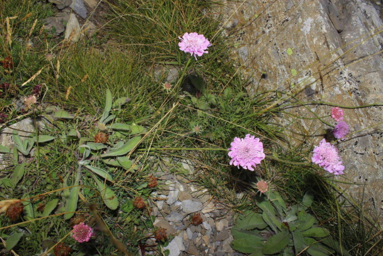 Scabiosa ?? da determinare � 4